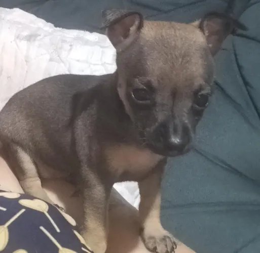 Vende se pincther zero macho