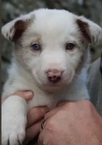 Border Collie brincalhão e carinhoso