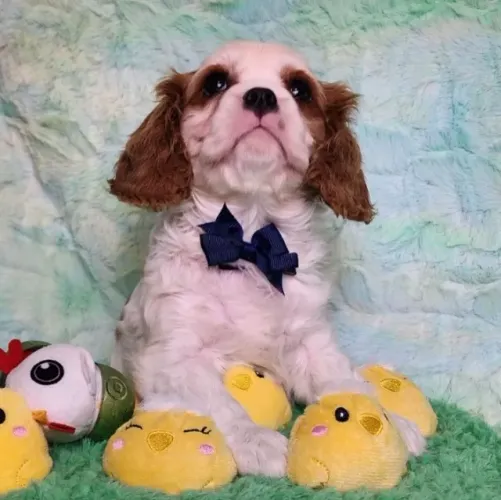 Cavalier King: filhotes lindos, saudáveis e com muito amor pra dar