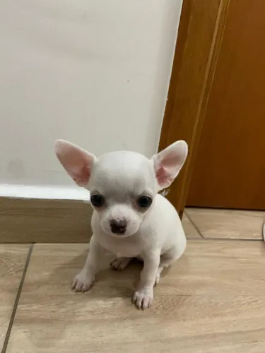 Chihuahua trabalhamos com mais de 20 raças.