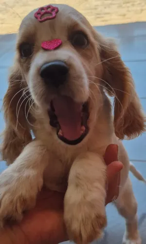 Cocker Spaniel Inglês 