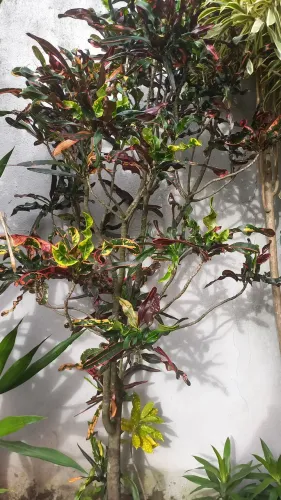 Planta grande crotom com o jarro grande