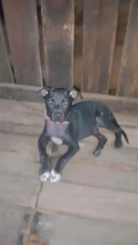 Filhote de Pitt Bull Fêmea 
