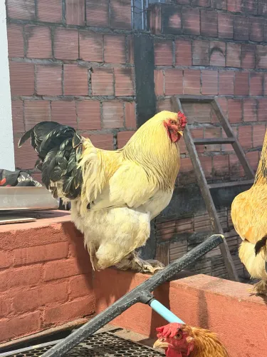 É um Galo Brahma