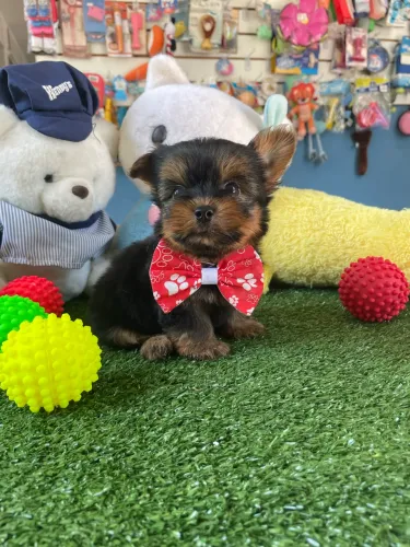 #Yorkhire terrier macho micro $2.100,00