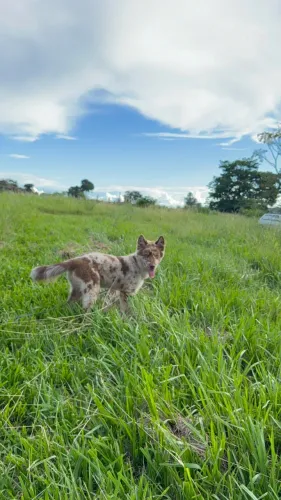 Adoção Responsável 