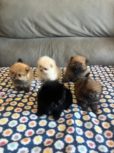 Spitz alemão anão