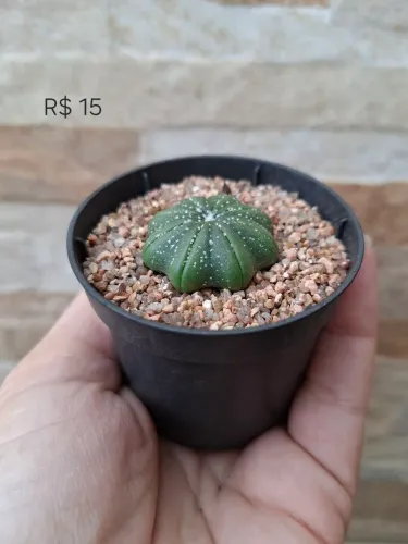 Astrophytum asterias star shape muda jovem
