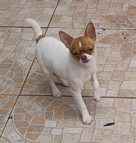 Chihuahua femea