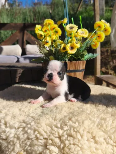 Linda fêmea de Boston Terrier 