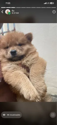 Filhote chowchow