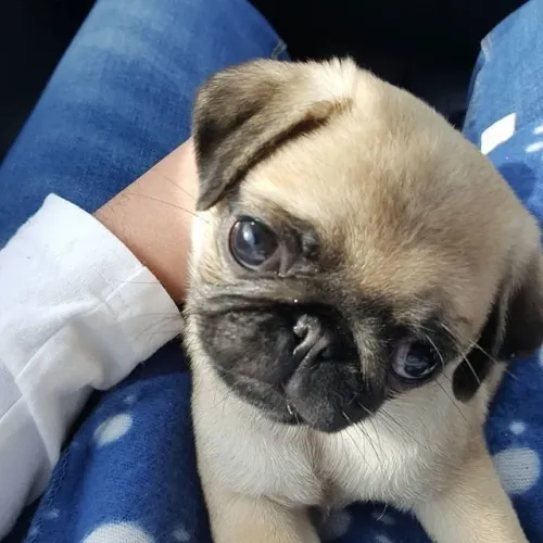 Pug filhotes gordinho o mais puro existe 