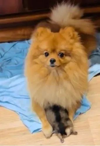 Linda femia anão Spitz cor laranja