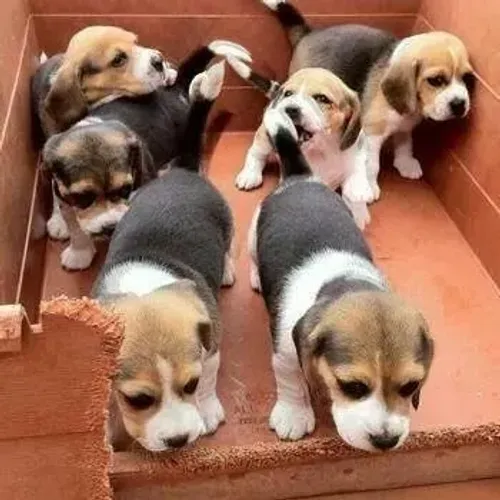 Beagle Filhotes gordinhos