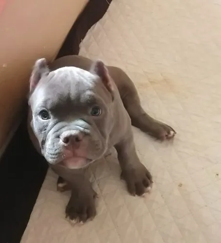 Filhotes De American Bully - Um Parceiro Cheio De Vida 
