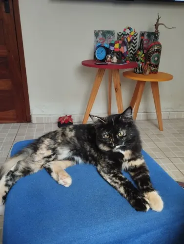 Gatinha de 6 meses castrada para adoção já vacinada TB.