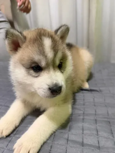 Husky Siberiano macho