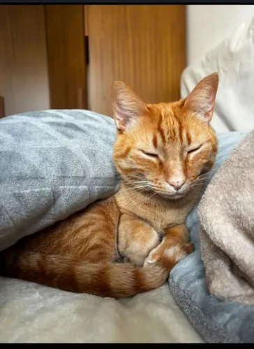 Doação de Gato