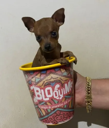 Pinscher 0 -Disponível -Garantias e certificado/Atestado de saúde 