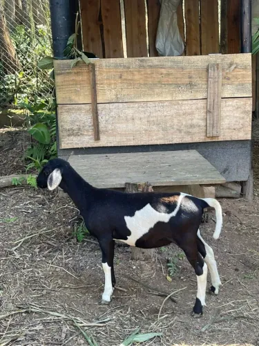Ovelha Santa Inês Preta e Branca 3 meses  em Parelheiros sp 