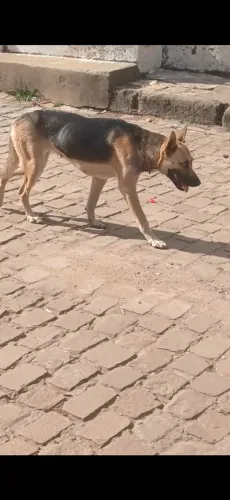 Adoção responsável 
