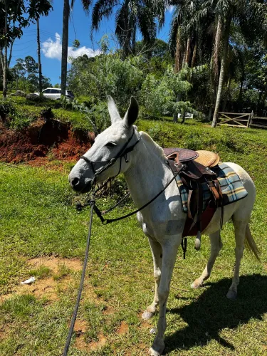 Mula maab vendo ou troco por motocross