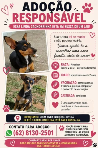 Doando uma cachorra pint