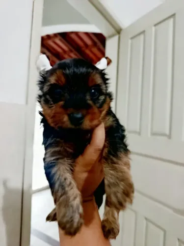 Cachorro yorkshire 