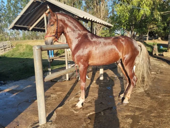 Cavalo 