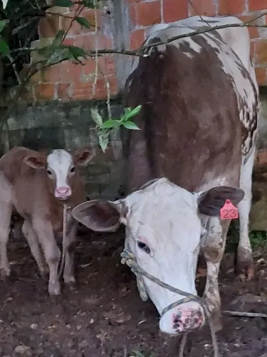 Vendesse vaca com bezerro e touro gir leiteiro puro