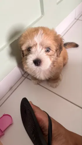 Filhote de poodle com shitzu