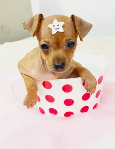 Pinscher fêmea 00