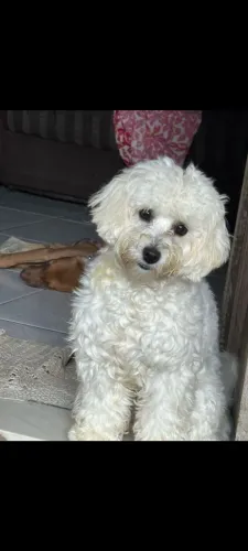 Vende-se uma cachorra pooble n°1