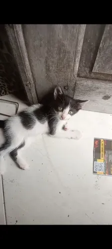 Gatinhos machos para adoção (RESPONSÁVEL)