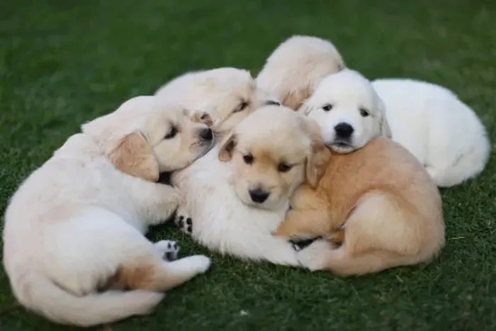 O Filhote de Golden Retriever Que Vai Conquistar Seu Coração