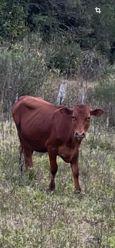 Agropecuaria