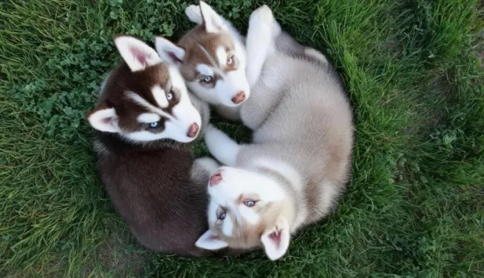 Husky siberiano lindos e ativos