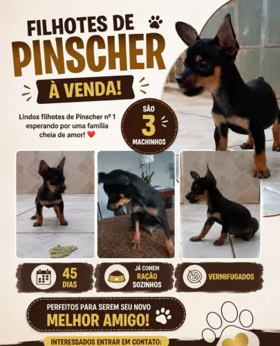 Lindos cães pincher a venda, vermifugados, carinhosos,espertos e muito sapecas. Uma ótima 