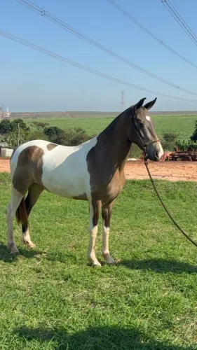Cavalo mangalarga