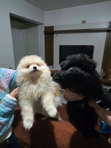 Filhotes de spitz alemão