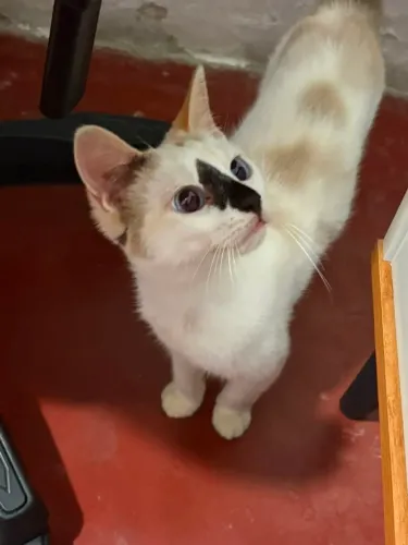 Gata adoção