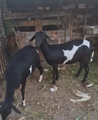 2 ovelhas top de linha, uma está nos dias de parir, qualidade, 1350 as duas