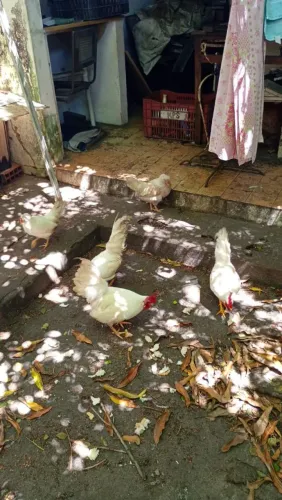 3 Galos e 3 galinhas ?