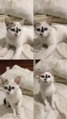 Doase gatinho dócil macho 