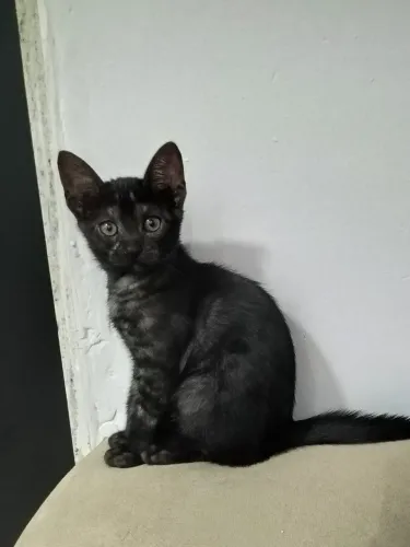 Doa-se gato filhote