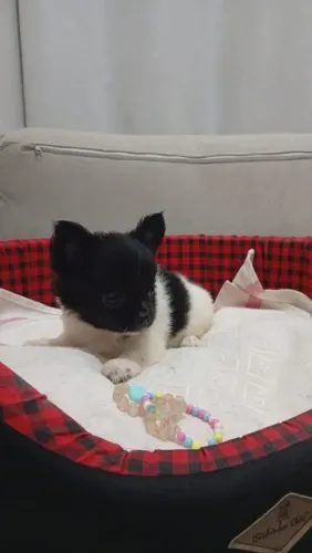 Chihuahua Pelo Longo 