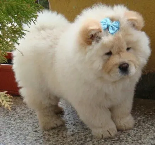 Chow Chow Seu próximo momento feliz pode começar aqui