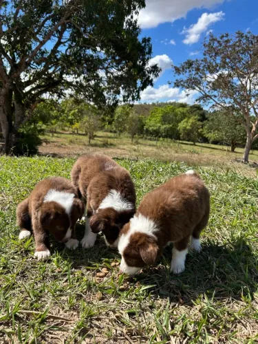 Filhotes de Border Collie