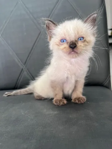 Para doação responsável gatinho siamês