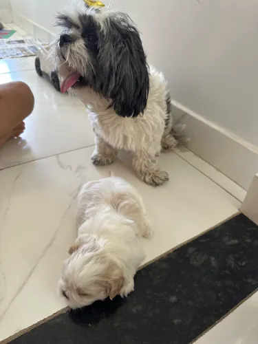 Doando shih tzu
